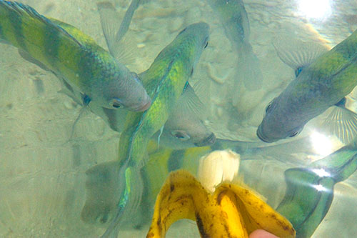 Fiskar äter banan