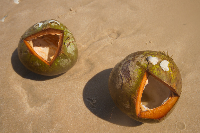 Glada kokosnötter